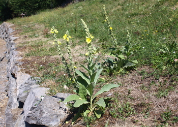 Kleinblütige Königskerze (Verbascum thapsus) - © Emanuel Trummer